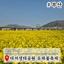 [생태체험] 대저생태공원 - 5월 26일(일) 오전 | 부산 축제 일정 대저생태공원 P4 유채꽃축제 여행당일코스추천