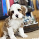 오케이독 이미지