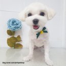 핑크펫샵 이미지