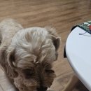 댕스잇 | 대구강아지케이크 당일주문가능 특별한 날엔 댕스투유