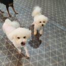 킹스독 이미지