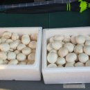 최병철 농장 이미지