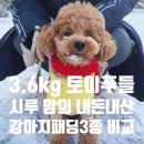 OK써모 | 강아지 패딩 추천! 토이푸들 패딩 내돈내산 3종 후기 강아지 겨울옷 준성펫/아이캔더/울리 비교