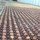 호림농장 이미지