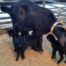 다산흑염소농장 이미지