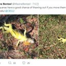 이구아나 이미지