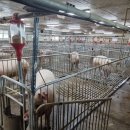 동일축산 이미지