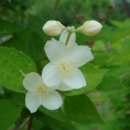 고광나무(Philadelphus schrenckii) 이미지