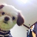 댕댕박사 이미지