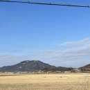 카페인 분재 네이버블로그