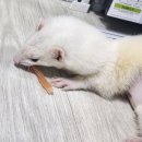 에버펫동물병원 이미지