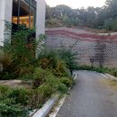 스타벅스 기장일광DT점 | 부산 스타벅스 기장일광DT점 예초.잡목제거