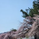 현충원 산책길 | 서울 벚꽃 명소 국립서울현충원 실시간 방문 벚꽃 만개 후기후기~!