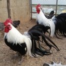 꼬꼬농장 이미지