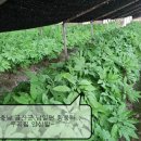 금산홍삼집 이미지