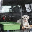 애견천국 이미지