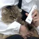 묘묭(MyoMyong) 이미지