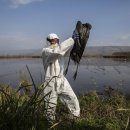 전 세계를 휩쓸고 있는 전례 없는 조류 독감 발병이 과학자들을 우려하는 이유 이미지