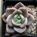 백야농장 이미지