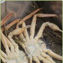 영덕대게 이미지