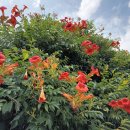 카페다올 이미지