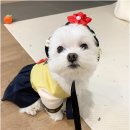 🐶말티즈 몸에 들어간 시츄의 영혼 : 재롱잔치 [에디터의 애착 털뭉치 #8]
