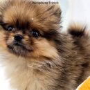 댕댕프렌즈 | 부천강아지분양 믿고 맡긴 댕댕프렌즈 후기