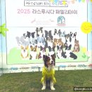 브리더하우스 | 보더콜리 전문켄넬 라스루시다 2025 팸데이 통키 후기