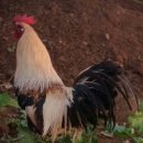 통일농장 이미지