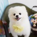 포비 펫 살롱 이미지