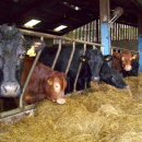 젖소목장 이미지