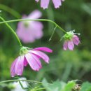 시인의마음 이미지