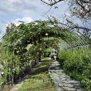 내동마을 내 공터 | 용인 내동마을 연꽃단지, 용인 여름 가볼만한곳 나들이