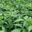 박동농장 이미지