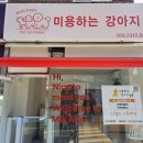 미용하는 강아지 살롱 이미지