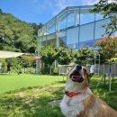 반월-14 | 카페사개 동탄 반월점 애견카페 여름 반려견수영장 대형견입장가능