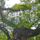 오래된 왕버들나무의 줄기 이미지