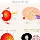 녹내장 뜻과 원인 증상 예방하려면? 백내장 차이점 이미지