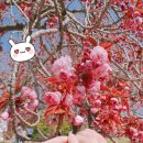 라미쥬얼리 이미지