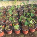 마정농장 이미지