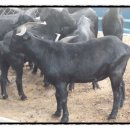 마이산 흑염소 농장 이미지