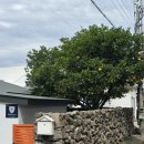 하귤소담 이미지