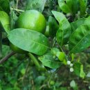 댕댕이집 이미지