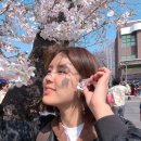 철길따라공원 | 진해군항제 경화역 주차 벚꽃 개화상황 먹거리 후기