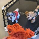 골드퍼피 애견유치원 이미지