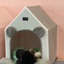 멍댕이 애견유치원 이미지