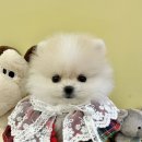 멍멍앤쿡 이미지