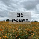 광활농업협동조합 | 안성 가볼만한 곳 안성팜랜드 핑크뮬리 황화코스모스 개화상태 승마체험 후기