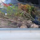 진거리농원 이미지