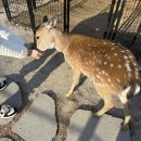 평새말목장2 | 태백 _ 국내 유일 꽃사슴을 볼 수 있는 자연친화적인 목장 카페 <초록뿔언덕사슴목장/카페>